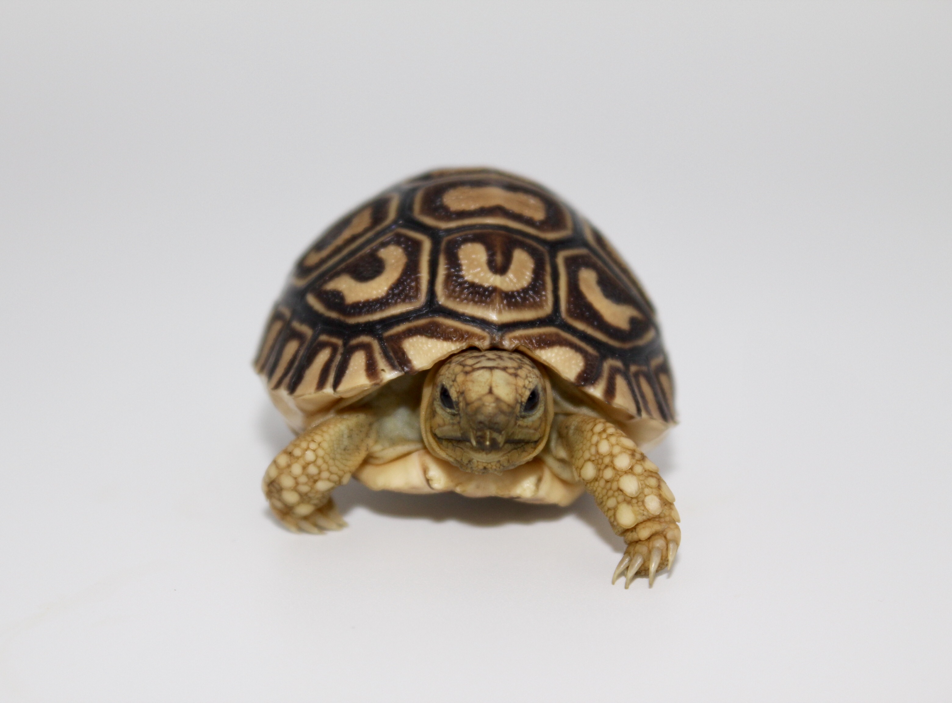 Leopard Tortoise Hatchling S.p.b. (babcocki) - tortstork