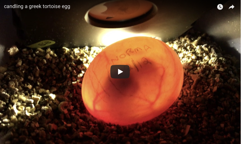 candling-a-greek-tortoise-egg-tortstork