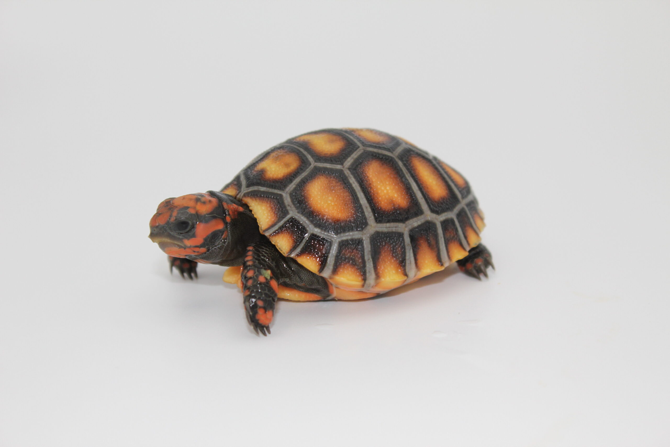 Cherry Head Tortoise Hatchling - tortstork