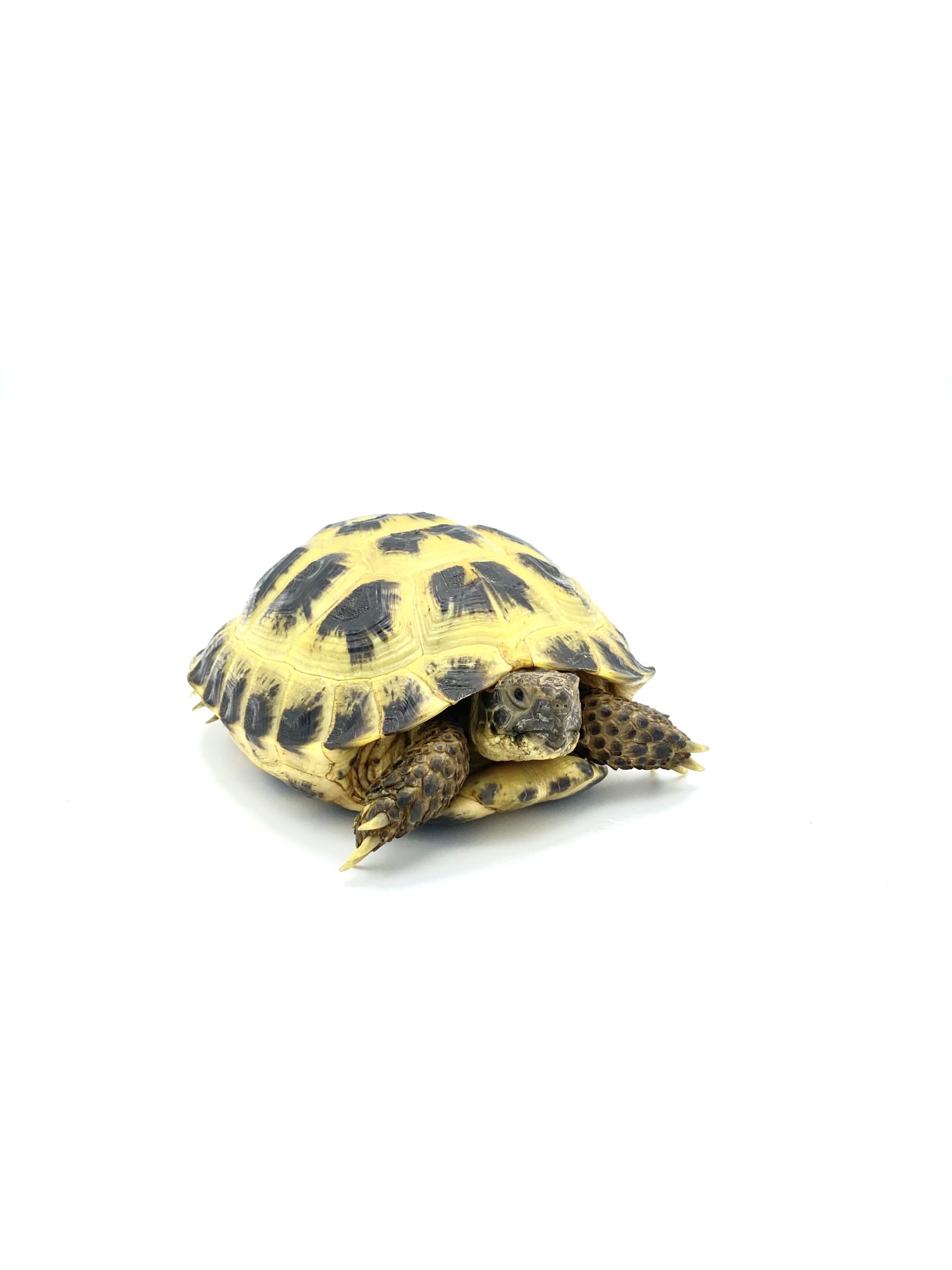 Russian Adult Tortoise - tortstork