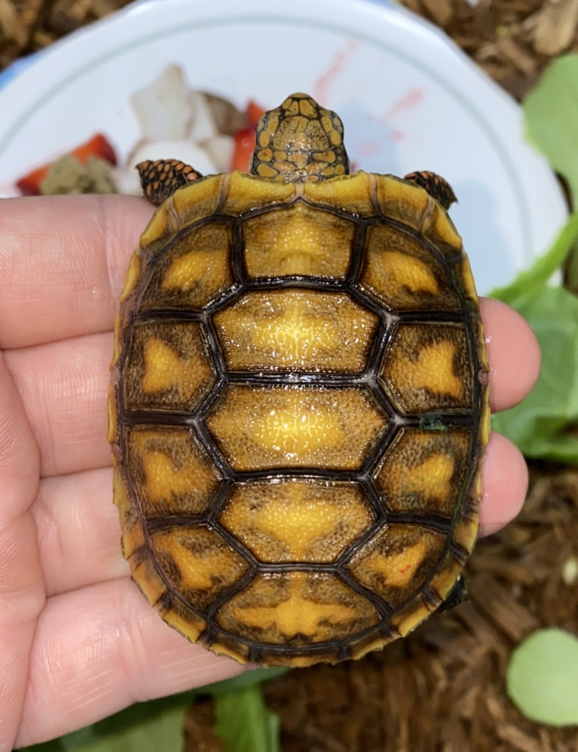 Het Hypo (100%) Red Foot Tortoise Hatchling - tortstork