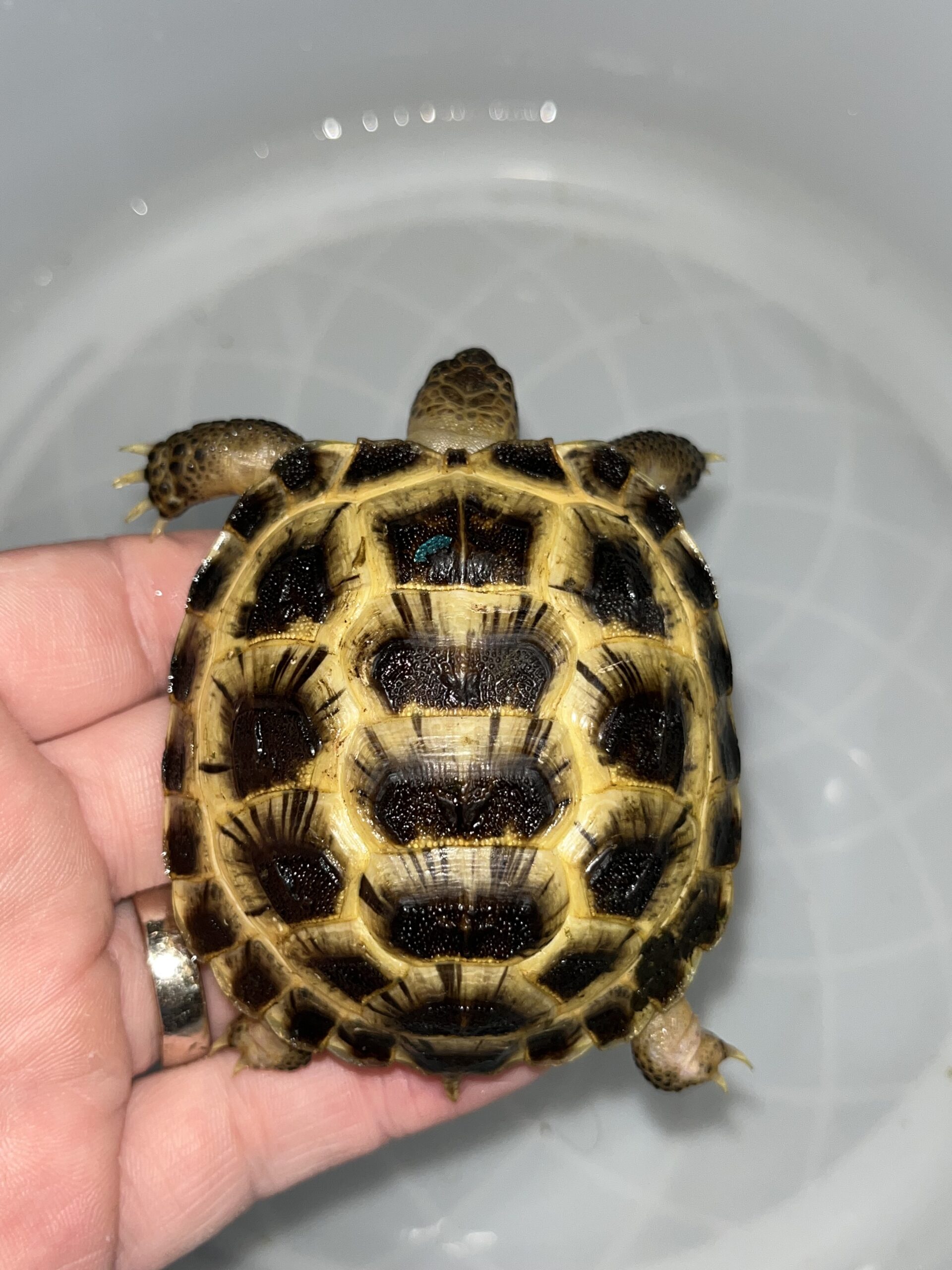 Russian Tortoise Well Started - tortstork